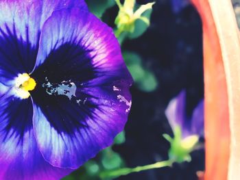 Close-up of purple flowering plant