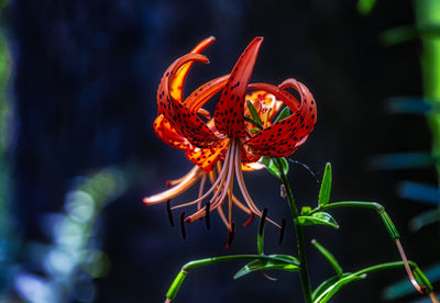 Close-up of red flowering plant