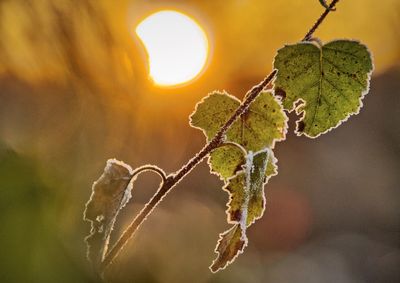 Close-up of plant against sun