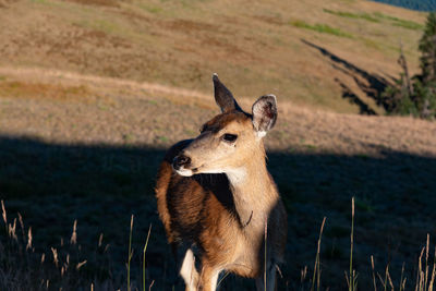 Deer in a field