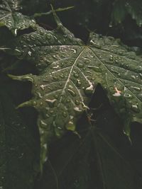 Close-up of raindrops on leaves