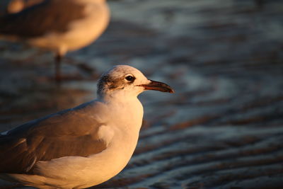 Close-up of seagull