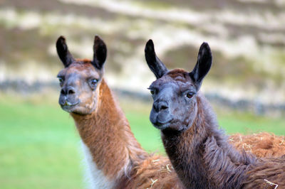 Close-up of two llamas on field