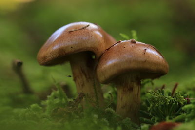 Close-up of mushrooms growing on grassy field