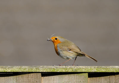 Close-up of bird perching outdoors