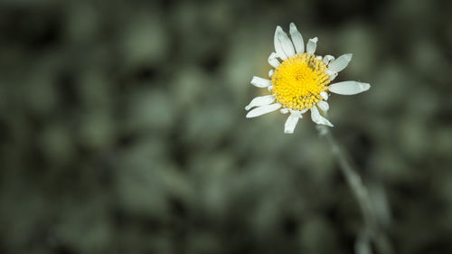 Close-up of yellow flowering plant