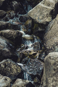 Close-up of turtle