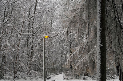 View of snow covered trees in forest