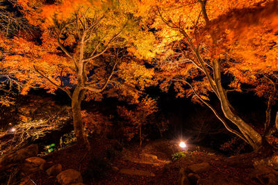 Illuminated trees in forest during autumn