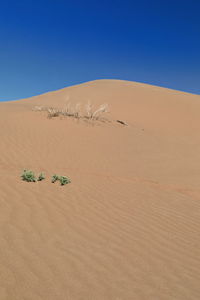 1213 badain jaran desert-dry shrub twigs-green sand rice agriophyllum squarrosum. nei mongol-china.
