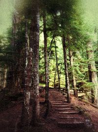 Trees in forest