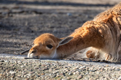Side view of lion lying on land