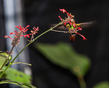 Close-up of red flowering plant