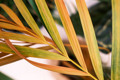 Close-up of green plant
