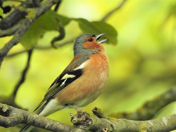 Close-up of bird perching on branch