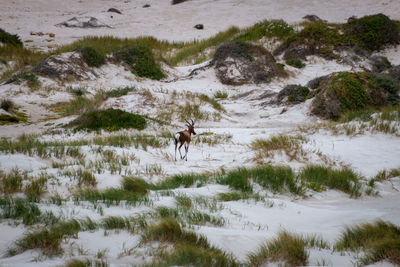 View of horse on snowy field