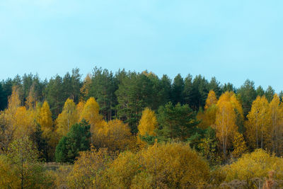 Scenic view of trees in forest against clear sky