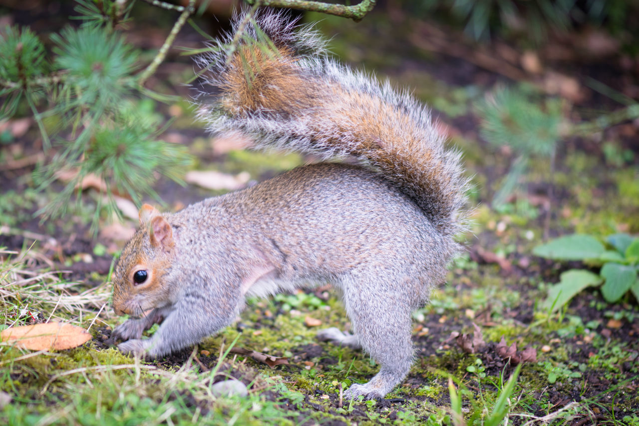 Squirrel and a nut