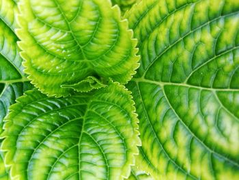 Full frame shot of green leaves