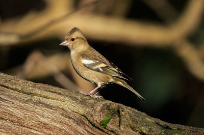 Close-up of bird perching outdoors