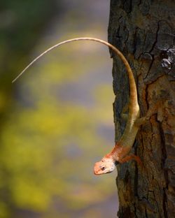 Close-up of lizard on tree trunk