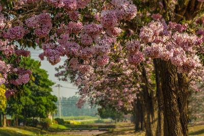 View of cherry blossom trees