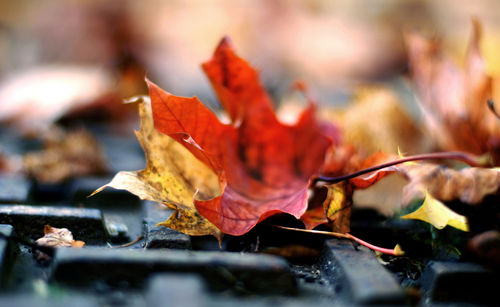 Close-up of maple leaves on metal