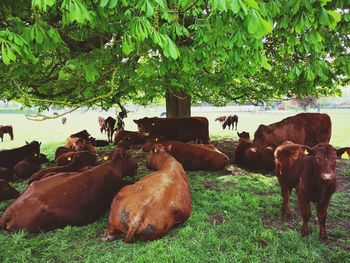 Cows on field