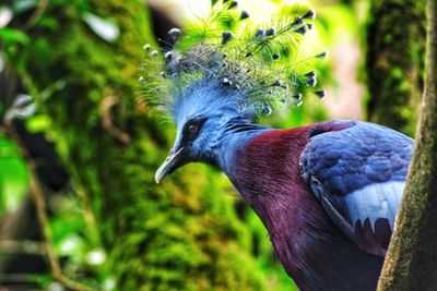 Close-up of a bird