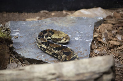 Close up of a canebrake rattlesnake crotalus horridus head