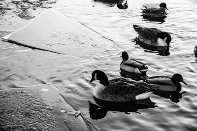 High angle view of birds swimming in lake