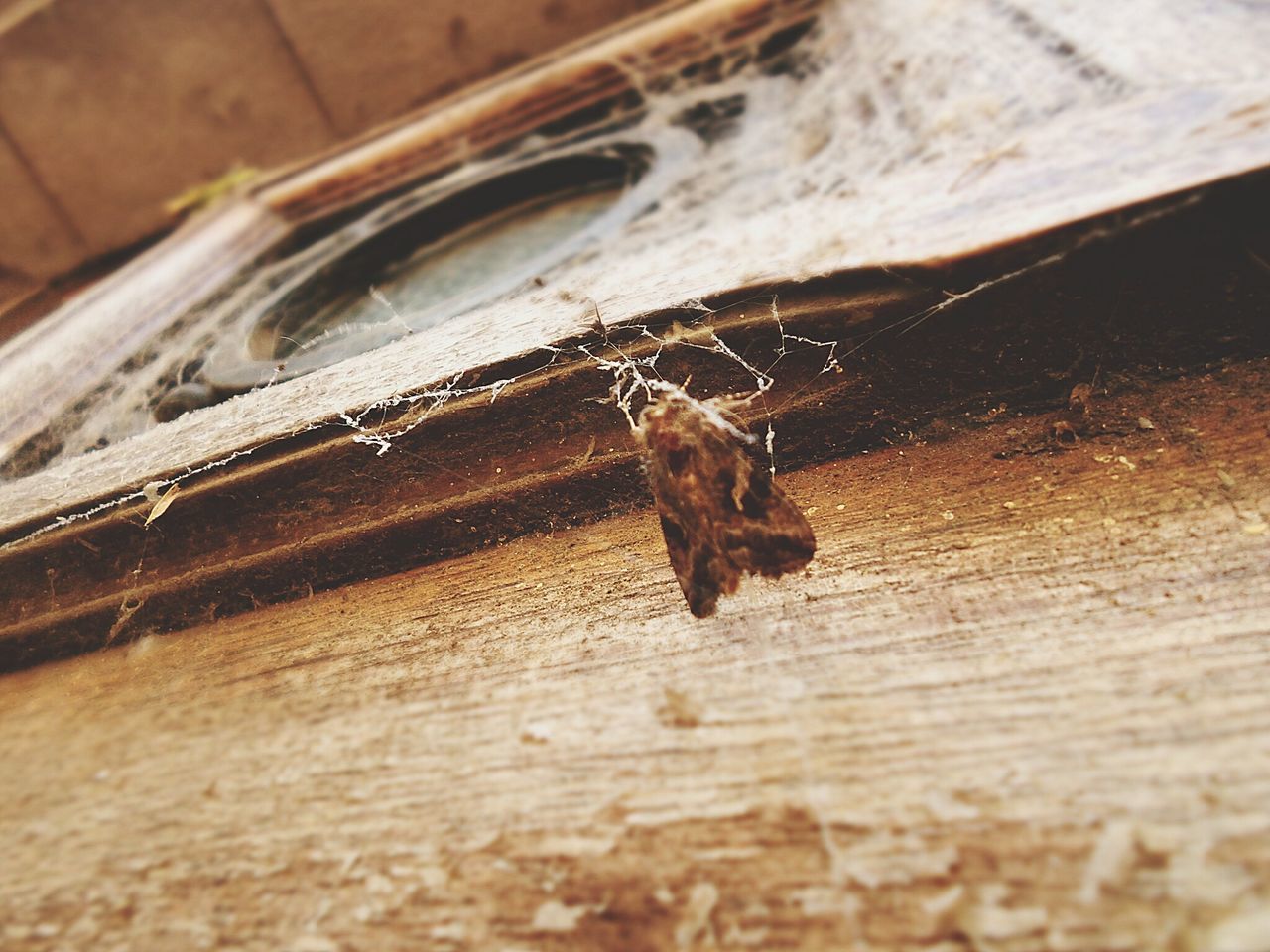 wood - material, animal themes, insect, indoors, close-up, one animal, animals in the wild, wooden, selective focus, wildlife, wood, table, plank, high angle view, no people, day, focus on foreground, metal, dead animal
