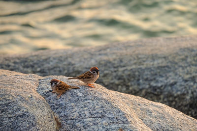 Close-up of birds