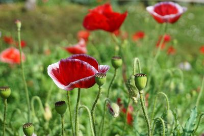 Close-up of red poppy flowers growing on field