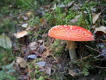 Mushrooms growing on field