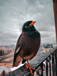 One legged bird in the winters of dubai