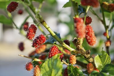 Close-up of red flowering plant