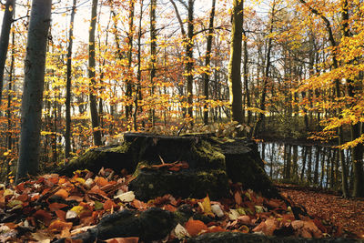 View of autumnal trees in forest during autumn