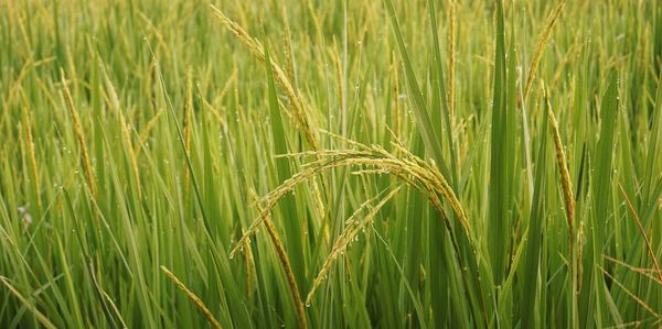 Close-up of wheat growing on field