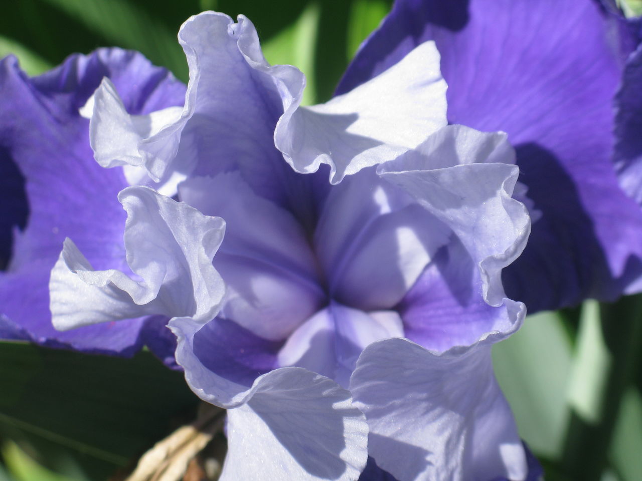 flower, flowering plant, plant, freshness, purple, beauty in nature, petal, close-up, fragility, inflorescence, growth, flower head, nature, iris, blue, leaf, plant part, no people, springtime, blossom, focus on foreground, outdoors, botany, sunlight, macro photography, day, selective focus