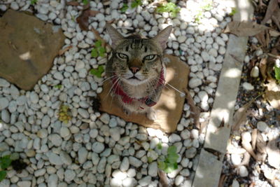 High angle portrait of cat by plants