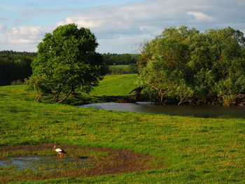Scenic view of green landscape