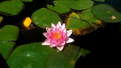 High angle view of lotus water lily in pond