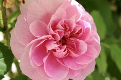 Close-up of pink rose