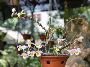 Close-up of purple flowering plant in basket