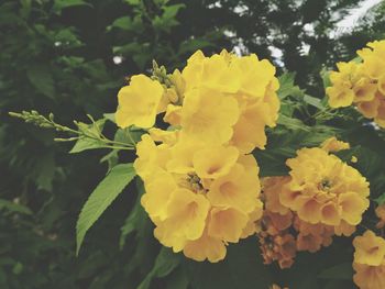 Close-up of yellow flowers blooming outdoors