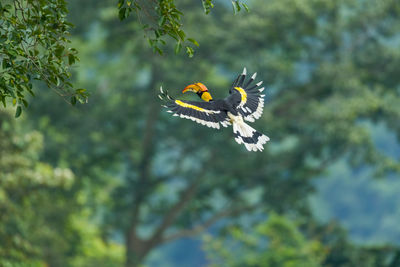 Low angle view of bird flying