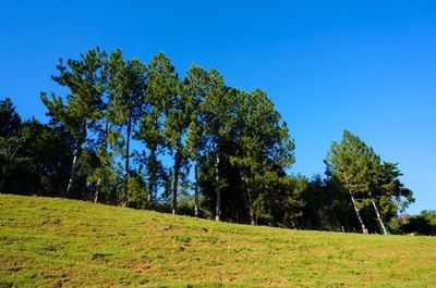 Trees on landscape against clear blue sky