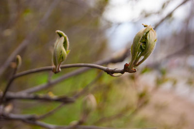 Close-up of flower buds