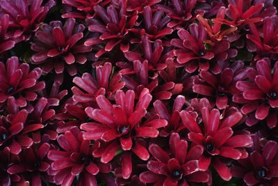 Full frame shot of pink flowers